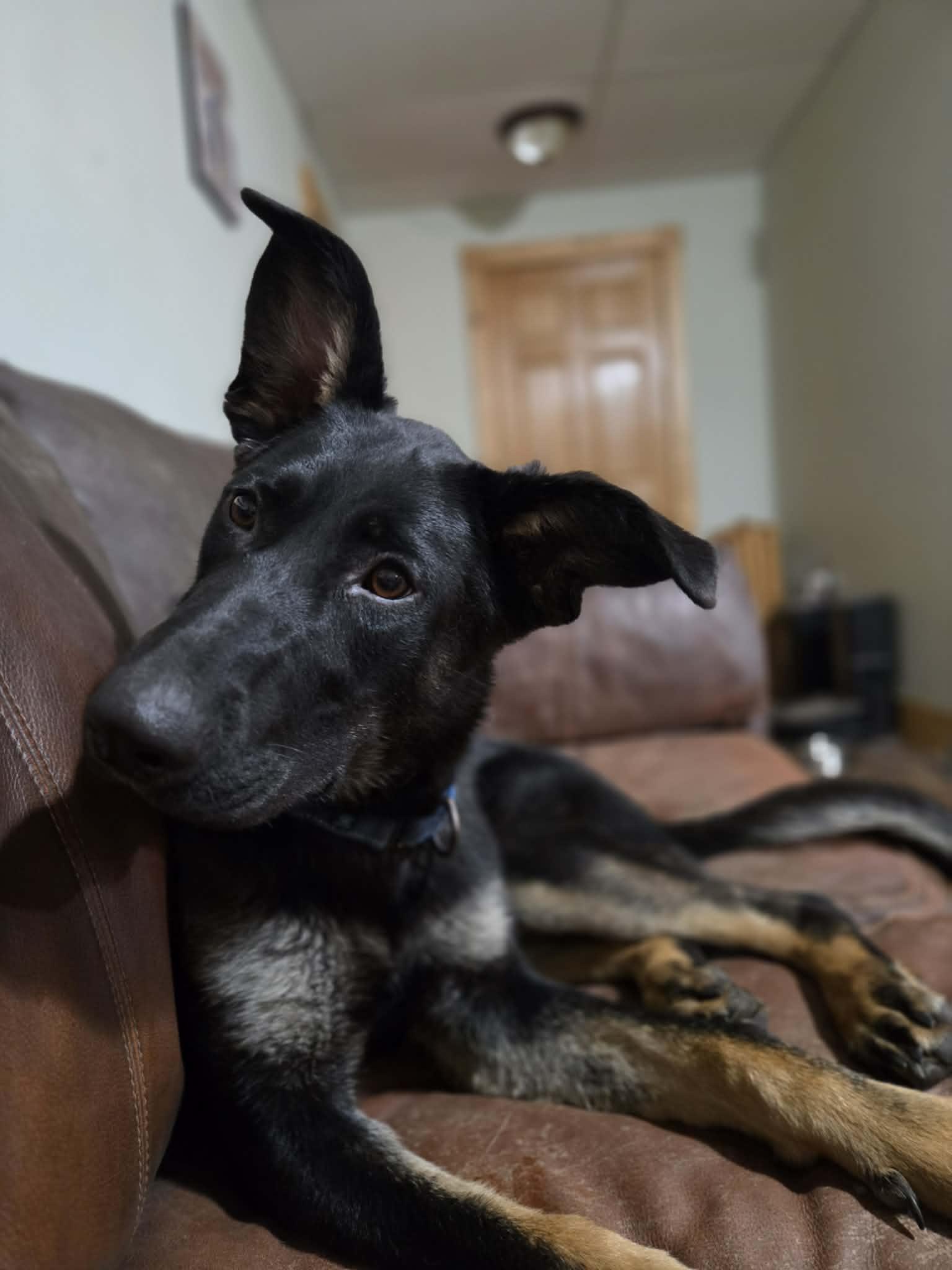 Enlarge Winnie, a Adoptable German Shepherd Dog in Detroit Lakes, MN image 3/3