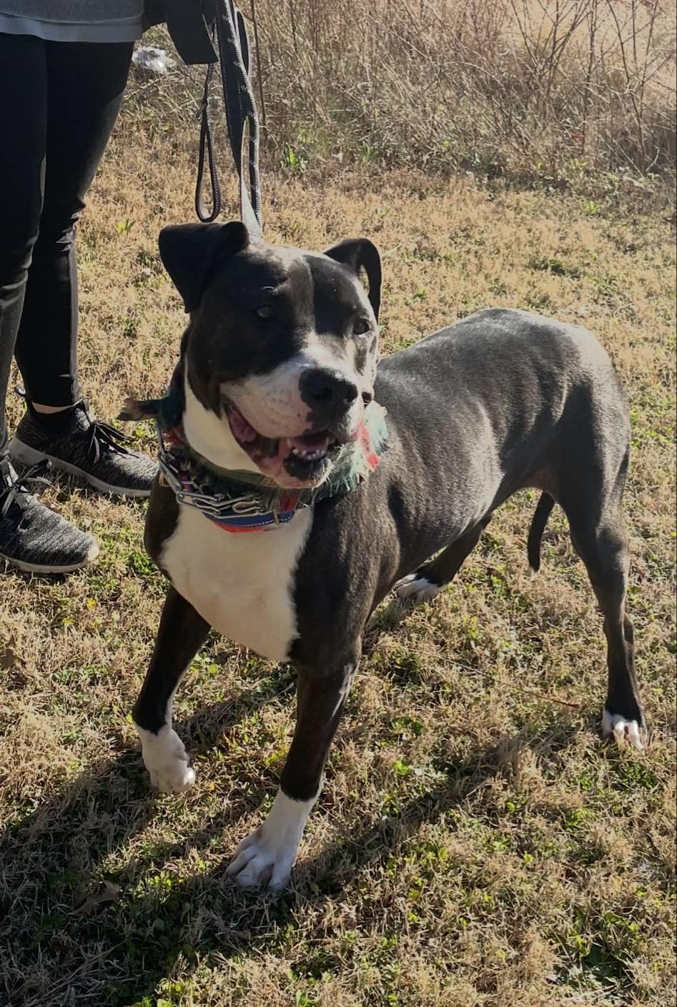 Enlarge Velvet, a Adoptable mixed breed in Roswell, GA image 3/7