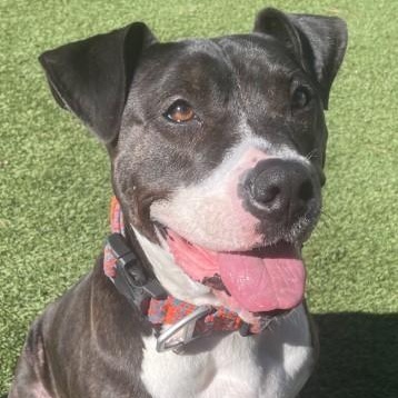 Enlarge Velvet, a Adoptable mixed breed in Roswell, GA image 1/7