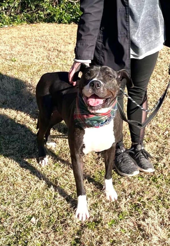 Enlarge Velvet, a Adoptable mixed breed in Roswell, GA image 4/7