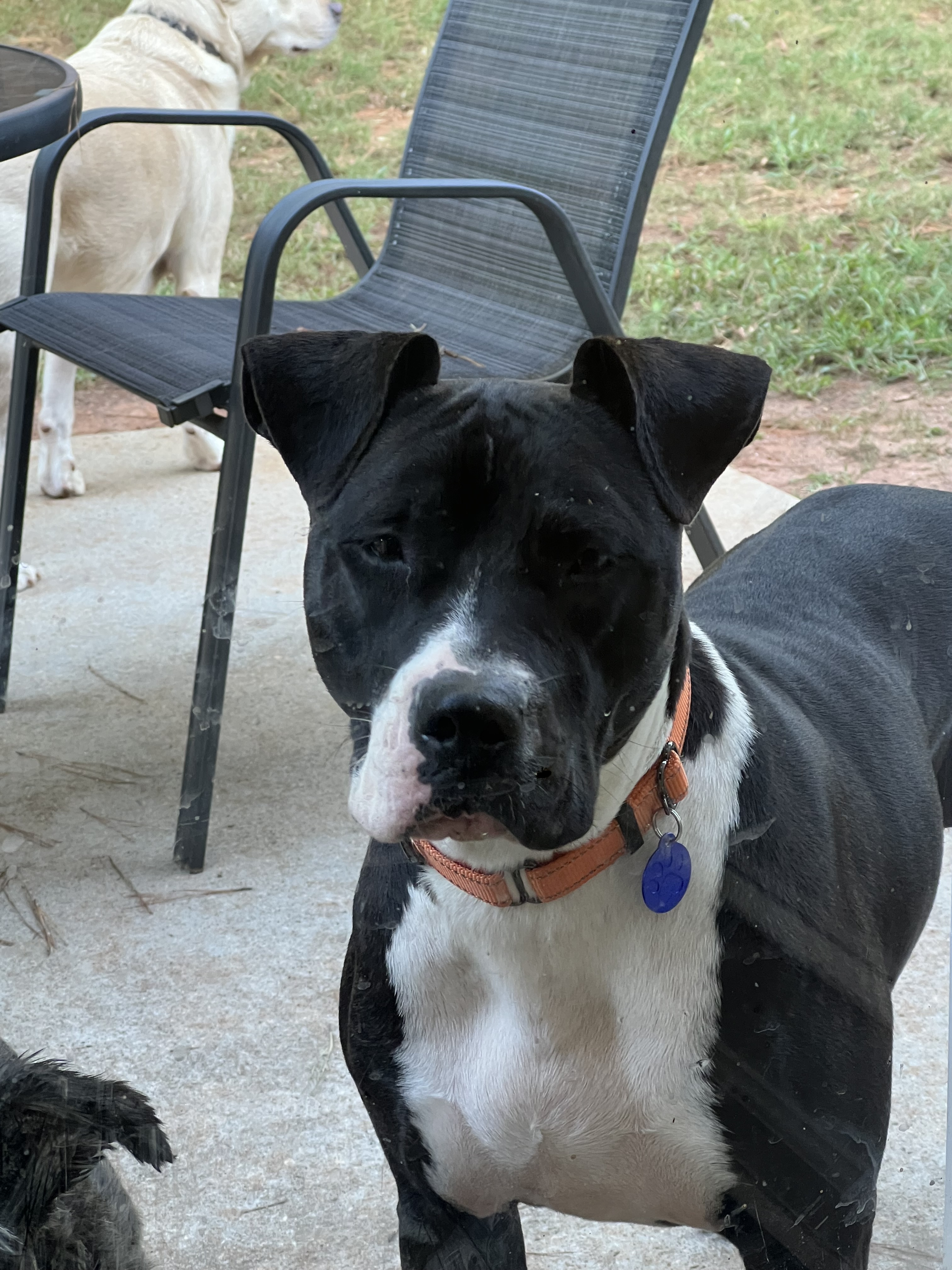 Enlarge Velvet, a Adoptable mixed breed in Roswell, GA image 5/7