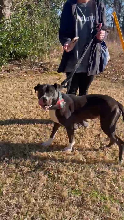 Enlarge Velvet, a Adoptable mixed breed in Roswell, GA video 7/7