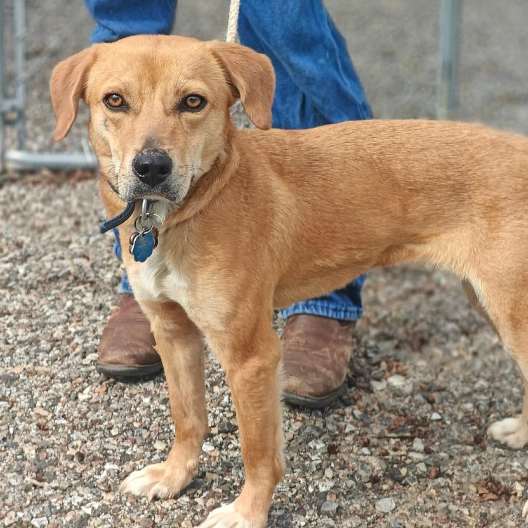 Nova, Adoptable, Adult Female Labrador Retriever.