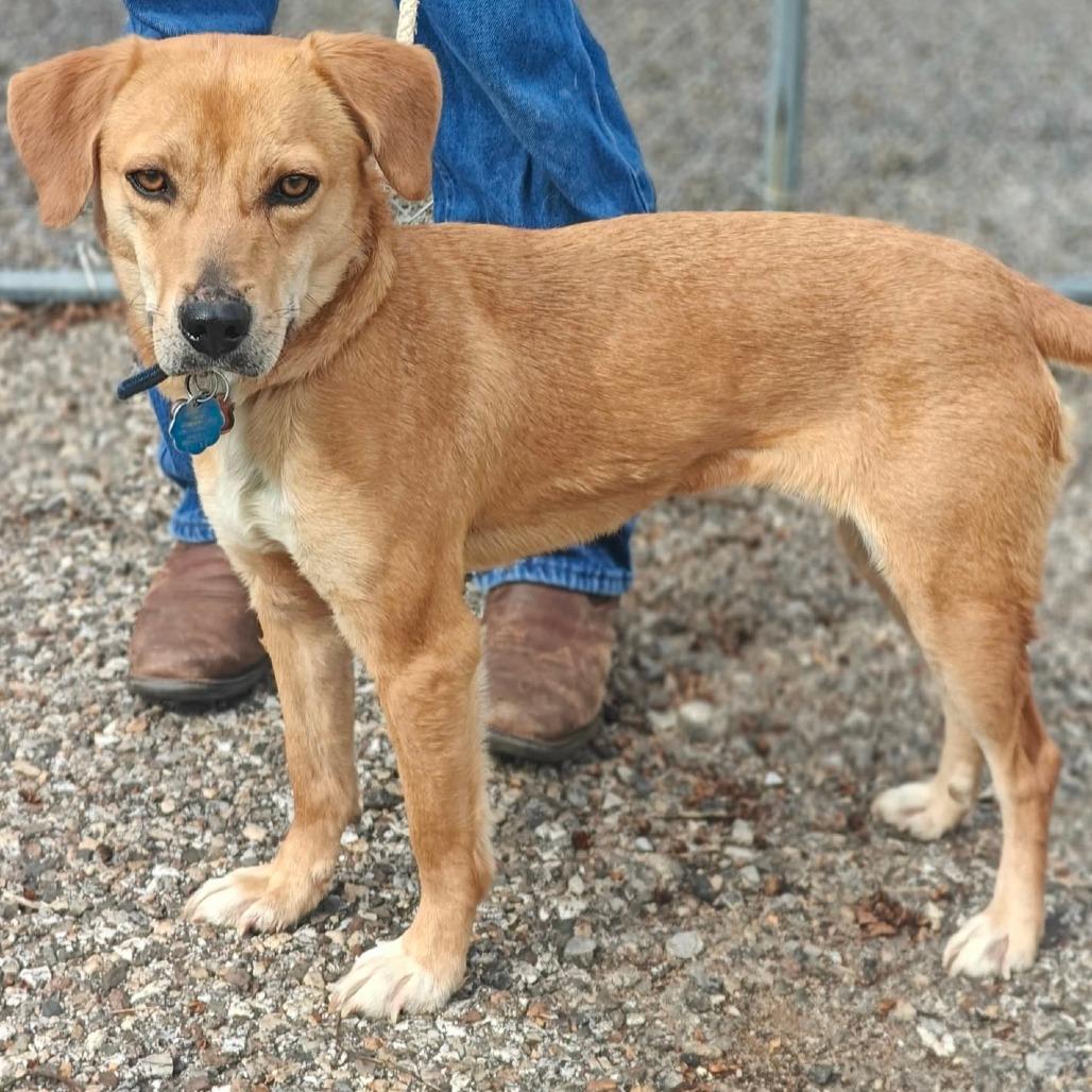 Enlarge Nova, a Adoptable mixed breed in Bessemer, AL image 2/6
