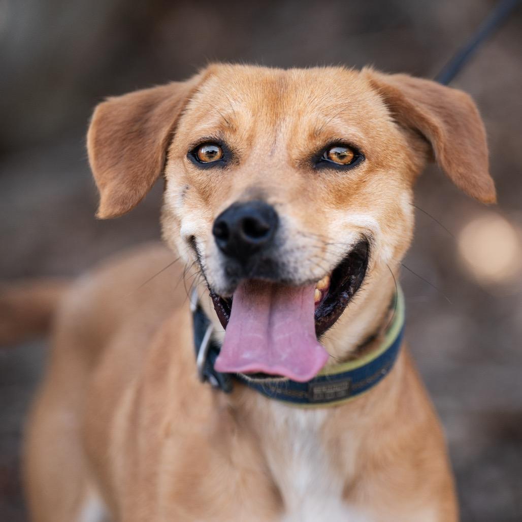 Enlarge Nova, a Adoptable mixed breed in Bessemer, AL image 3/6