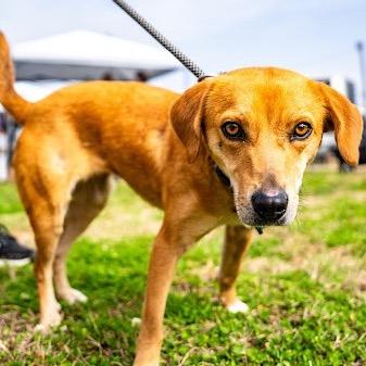 Enlarge Nova, a Adoptable mixed breed in Bessemer, AL image 4/6
