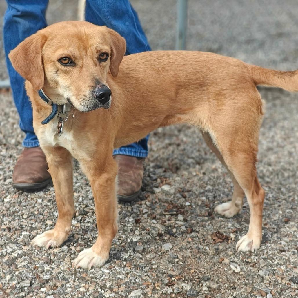 Enlarge Nova, a Adoptable mixed breed in Bessemer, AL image 5/6