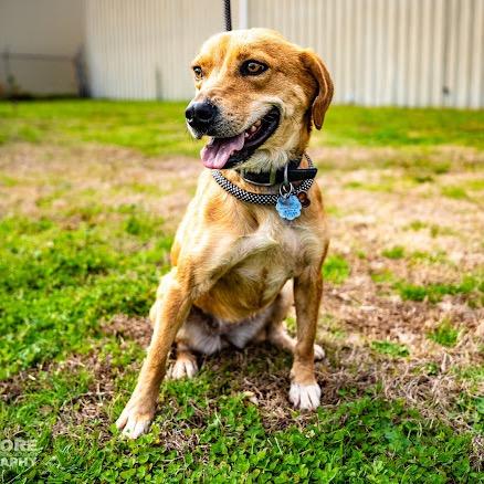 Enlarge Nova, a Adoptable mixed breed in Bessemer, AL image 6/6