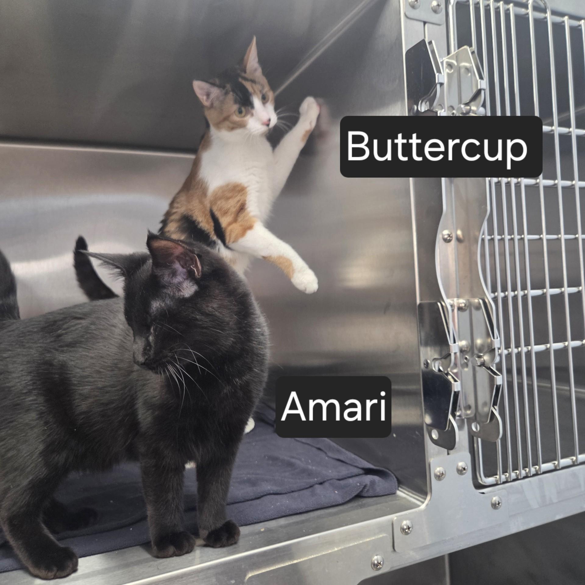 Buttercup & Amari, an adopted Domestic Short Hair in SNOW HILL, NC image 2/3