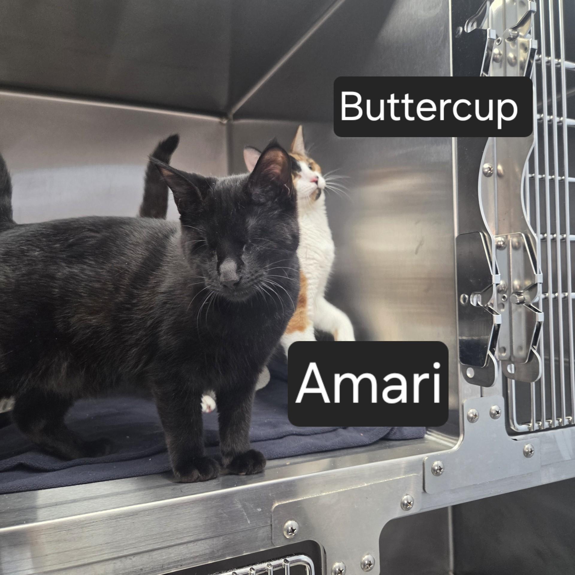 Buttercup & Amari, an adopted Domestic Short Hair in SNOW HILL, NC image 3/3