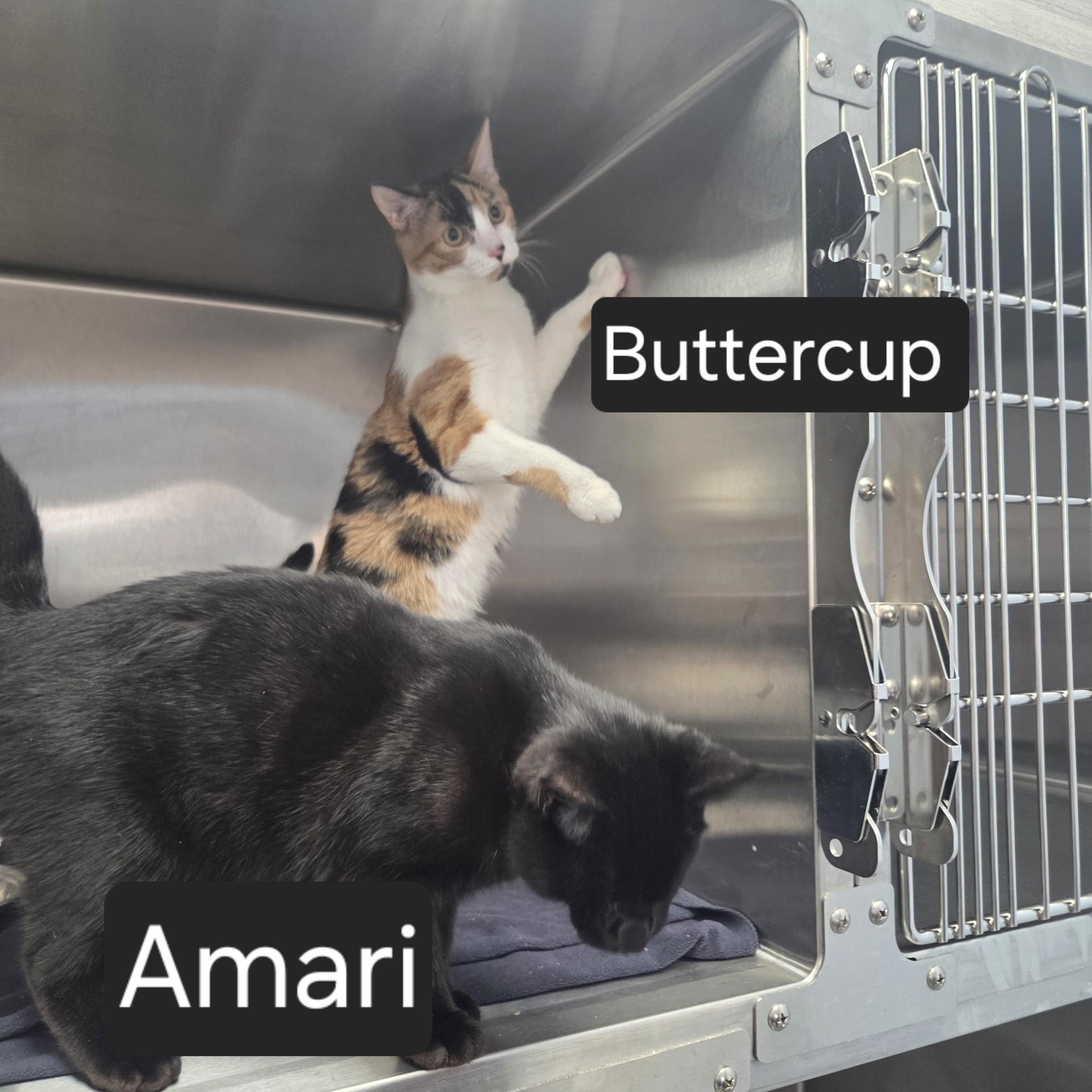 Buttercup & Amari, adopted, Young Female Domestic Short Hair.