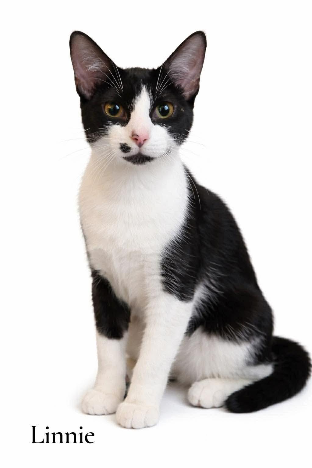 Linnie, ADOPTABLE, Young Female Domestic Short Hair.