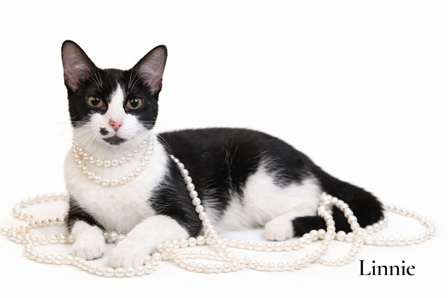 Linnie, a ADOPTABLE Domestic Short Hair in Stevensville, MI image 2/2