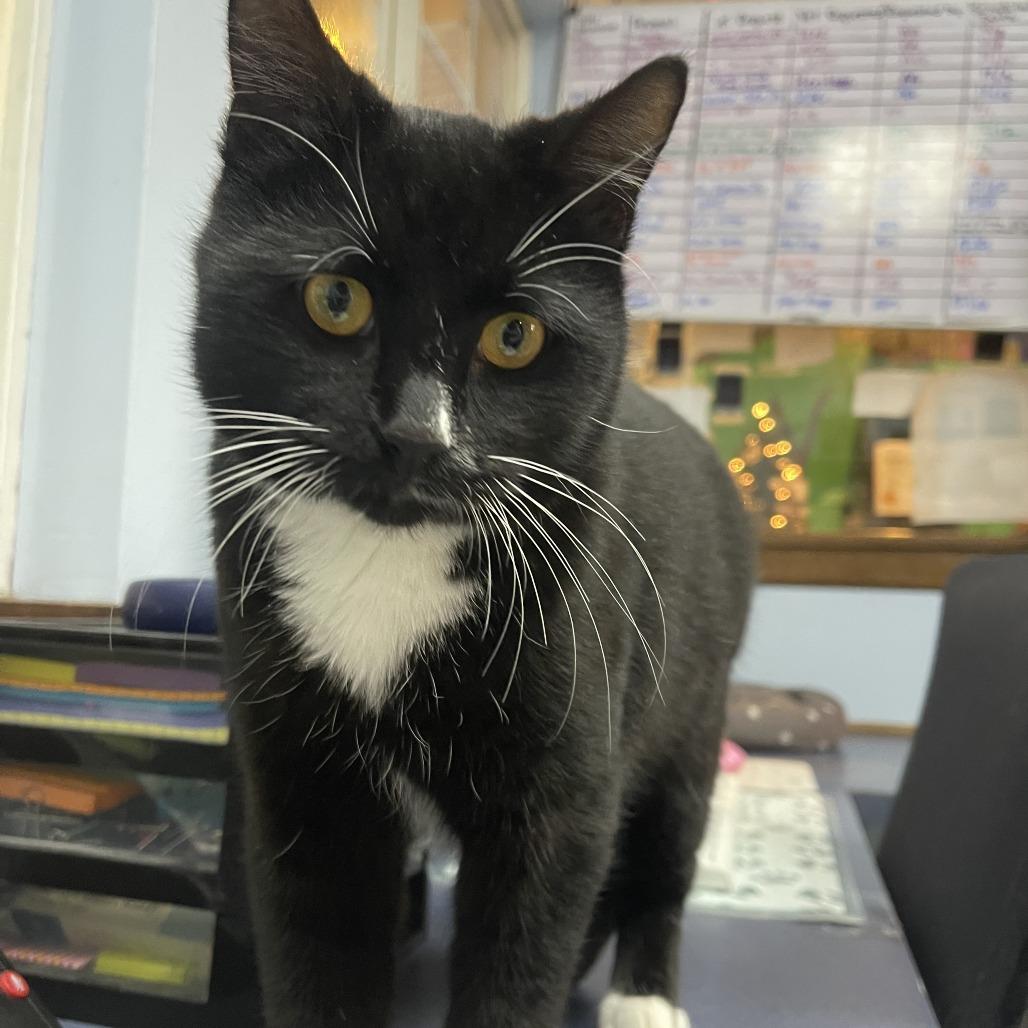 Leonardo DeCatrio, Adoptable, Young Male Domestic Short Hair.