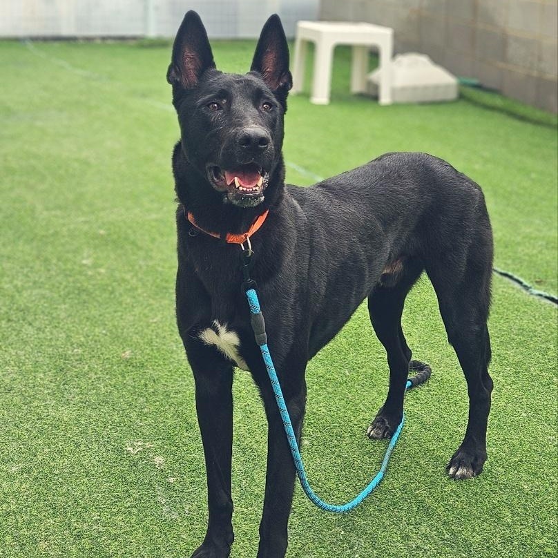 SULTANG, Adoptable, Adult Male Belgian Shepherd / Malinois.