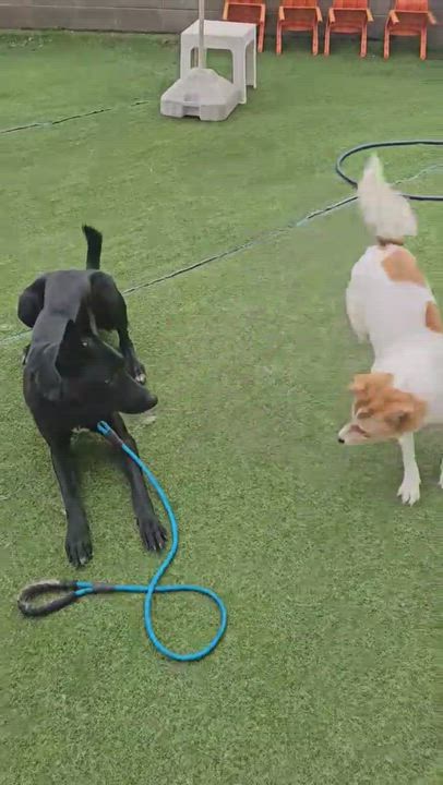 Enlarge SULTANG, a Adoptable mixed breed in Centreville, VA video 5/6