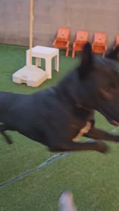 Enlarge SULTANG, a Adoptable mixed breed in Centreville, VA video 6/6