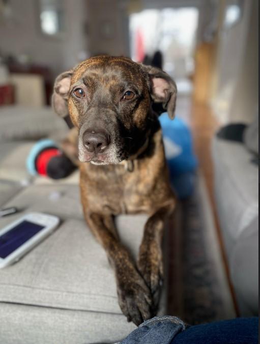 Milo-Rehoming photo 2