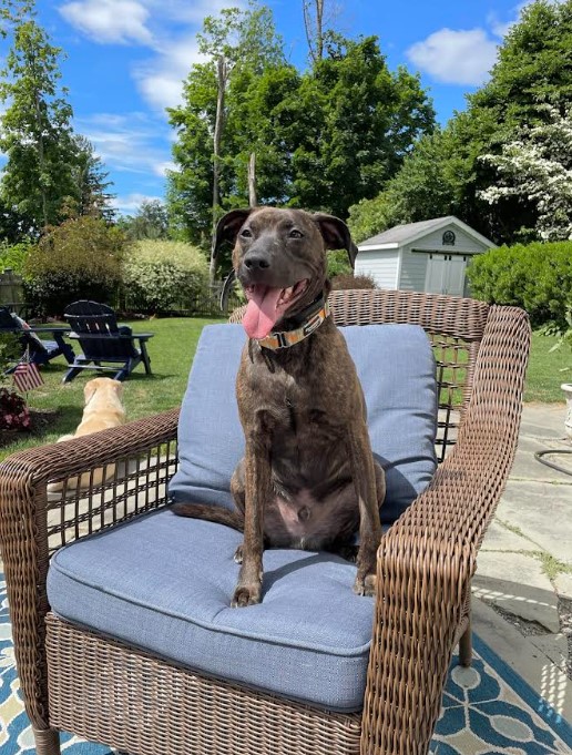 Milo-Rehoming, Adult Male Mixed Breed