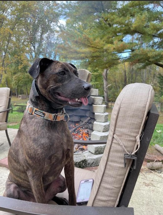 Milo-Rehoming photo 3