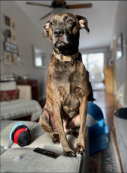 Milo-Rehoming photo 6