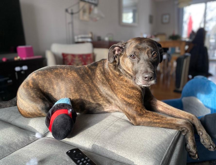 Milo-Rehoming photo 4