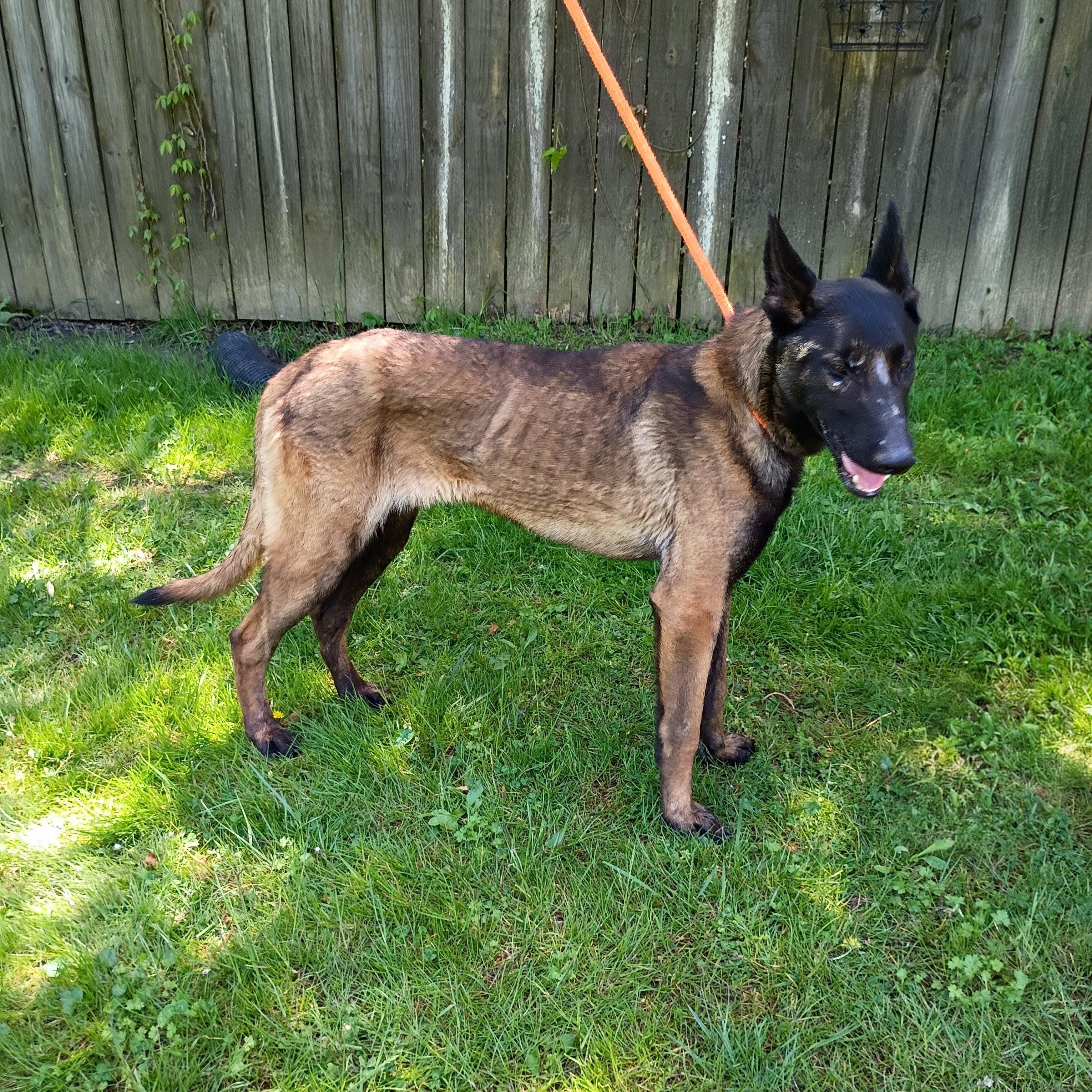 Norris, ADOPTABLE, Adult Male Belgian Shepherd / Malinois.