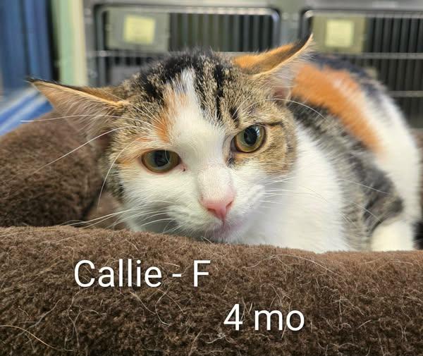 Callie, Adoptable, Kitten Female Domestic Short Hair.