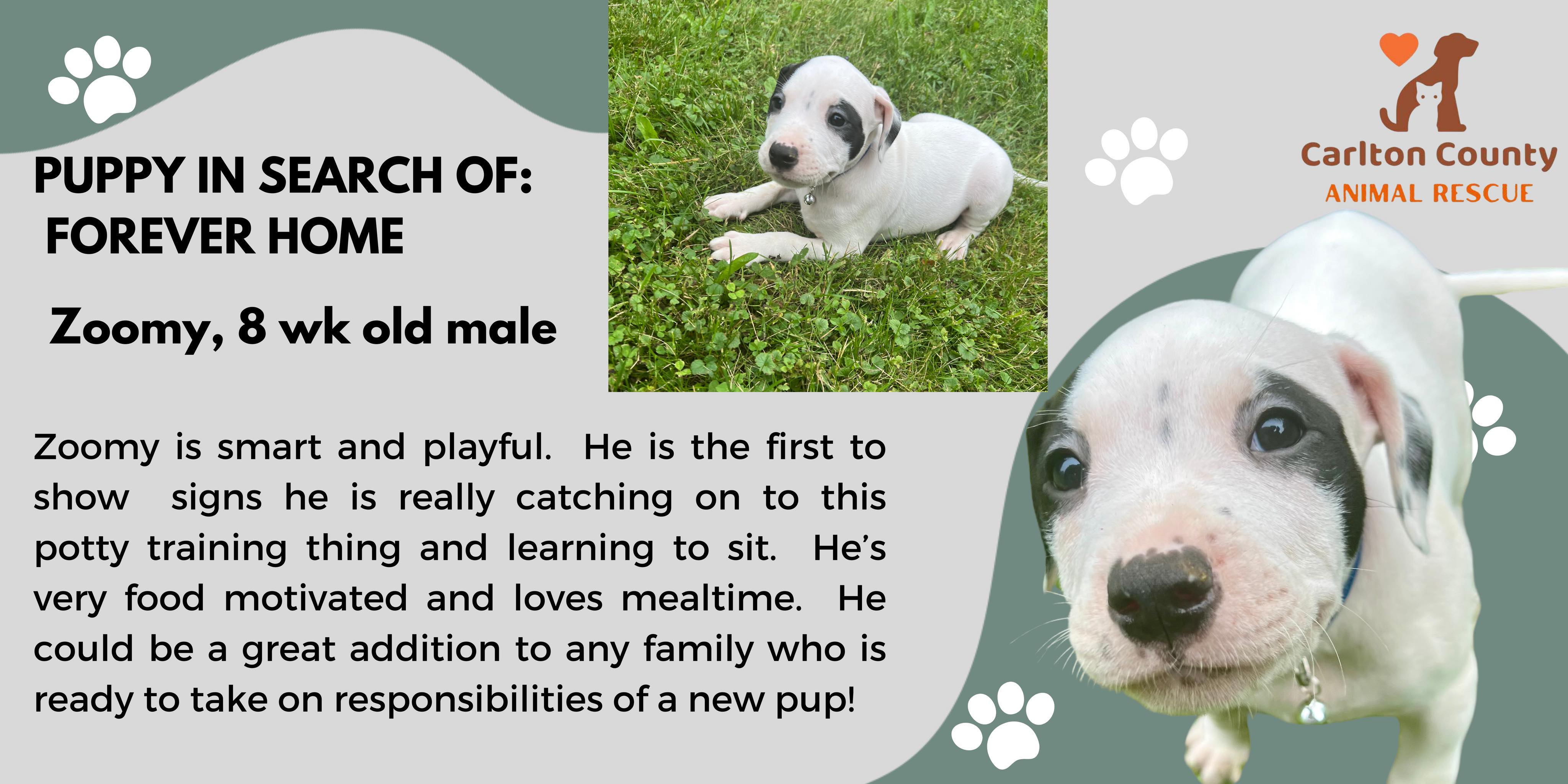 Zoomy, an adopted Pit Bull Terrier in Cloquet, MN_image-1