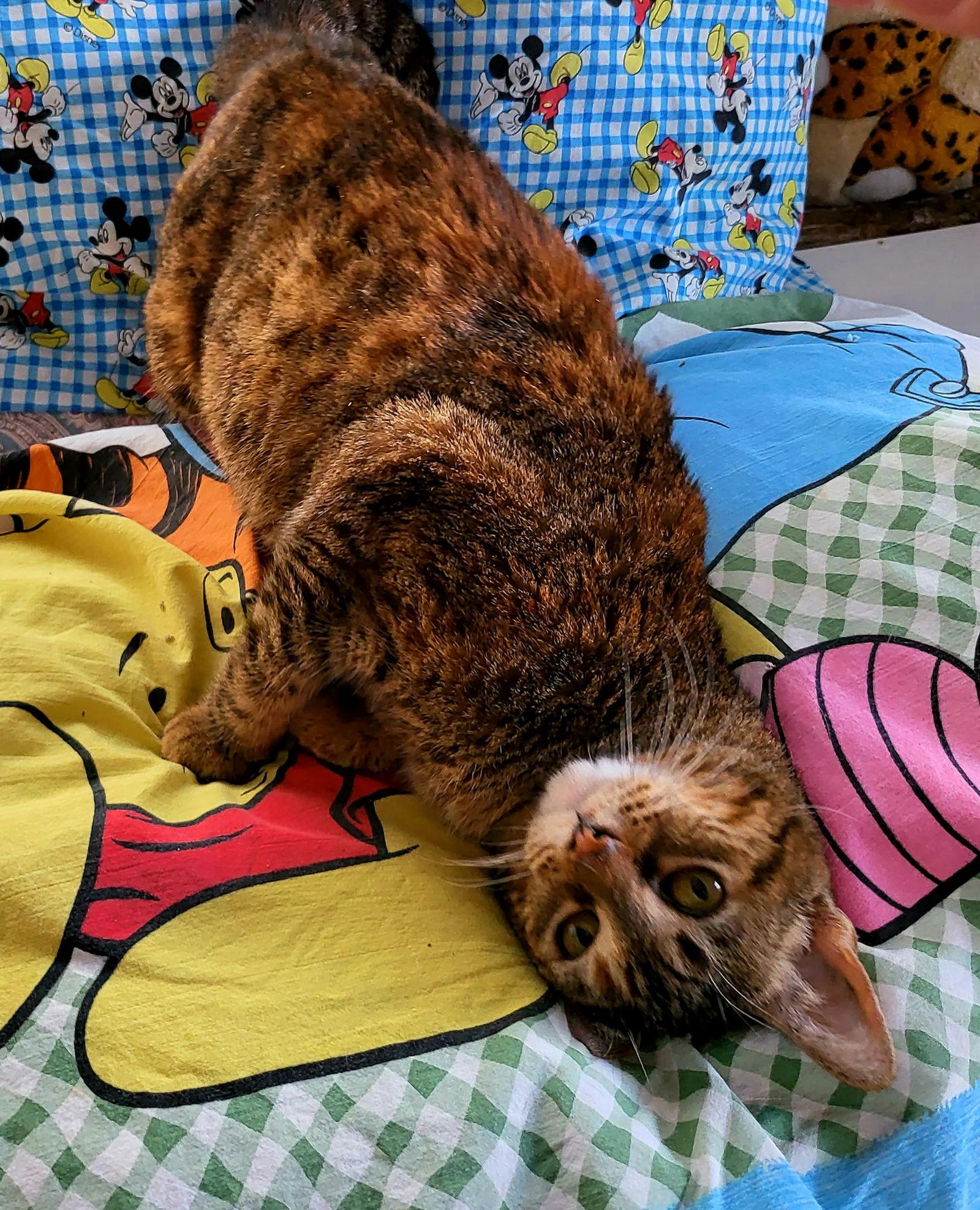 Honey, a Adoptable Dilute Tortoiseshell in Littlerock, CA image 2/3