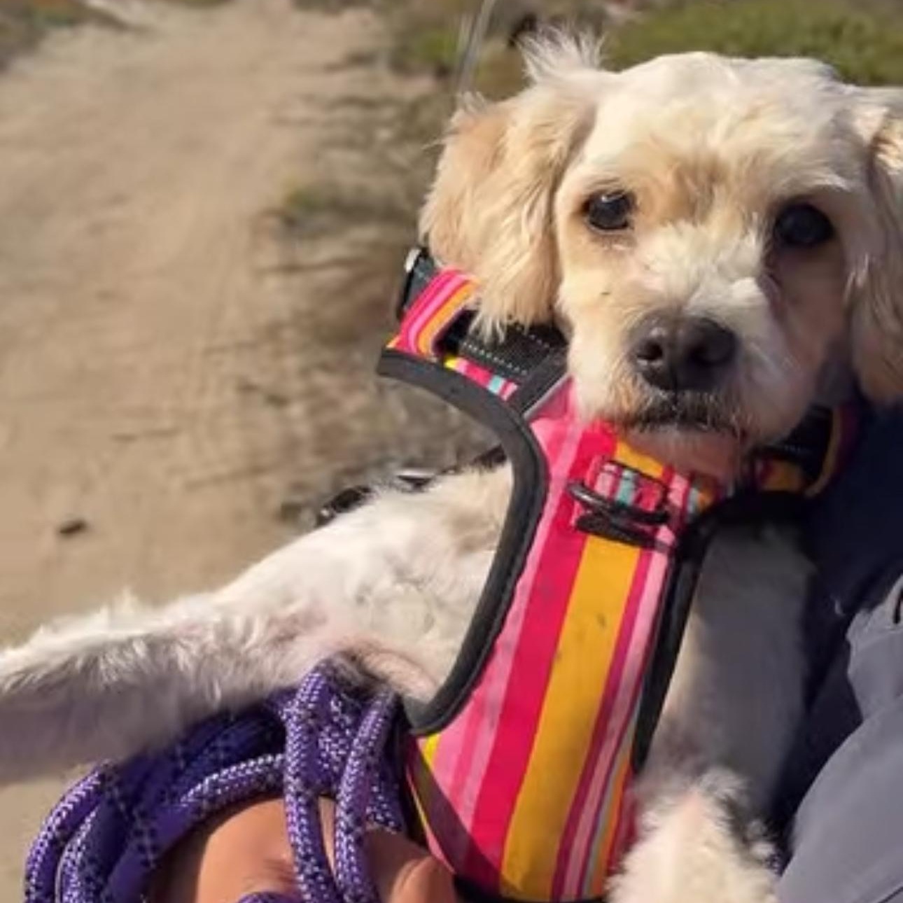 Brooke, a Adoptable mixed breed in San Diego, CA image 2/2