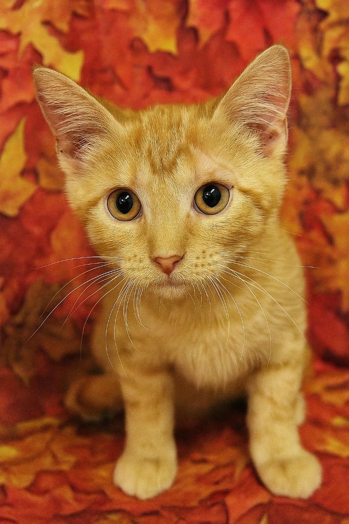 Enlarge Orzo, a Adoptable mixed breed in Corpus Christi, TX image 1/3