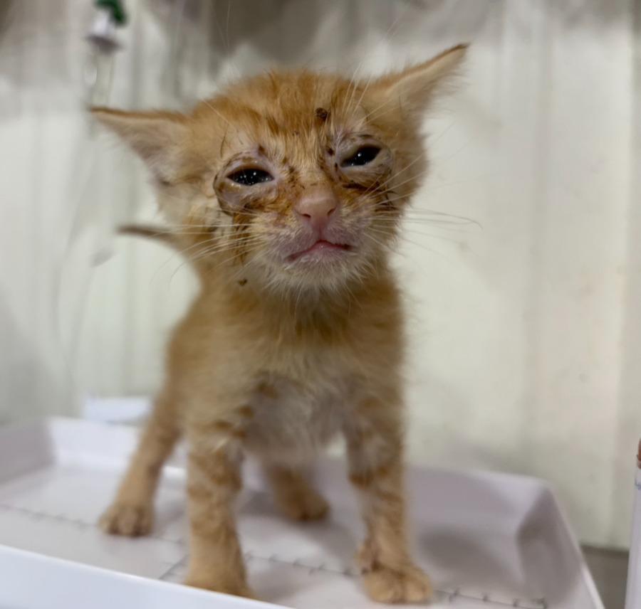 Enlarge Orzo, a Adoptable mixed breed in Corpus Christi, TX image 2/3