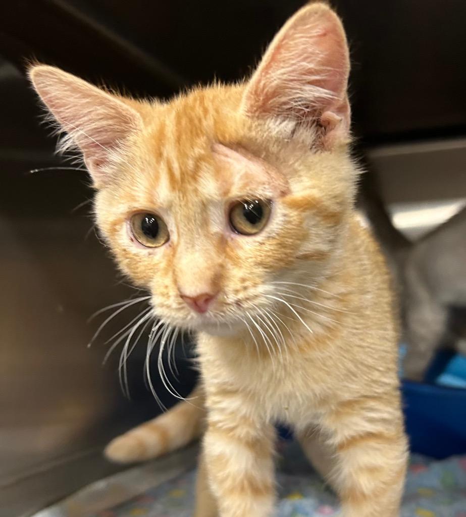 Enlarge Orzo, a Adoptable mixed breed in Corpus Christi, TX image 3/3