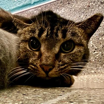 Enlarge Tudor , a ADOPTABLE Domestic Short Hair in Lansing, MI image 1/1