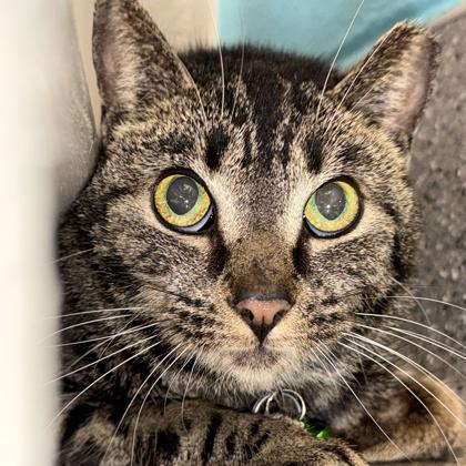 Tudor , ADOPTABLE, Adult Female Domestic Short Hair.