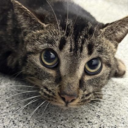 Enlarge Tudor , a ADOPTABLE mixed breed in Lansing, MI image 1/3