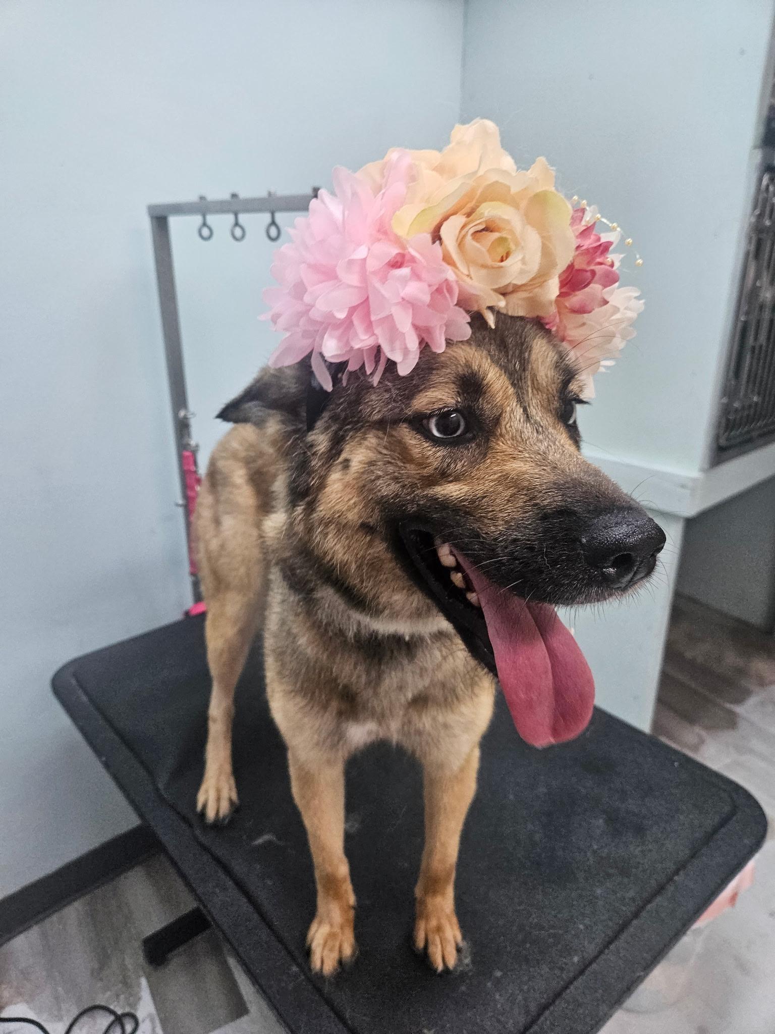Montana, a ADOPTABLE mixed breed in Troy, IL image 1/6