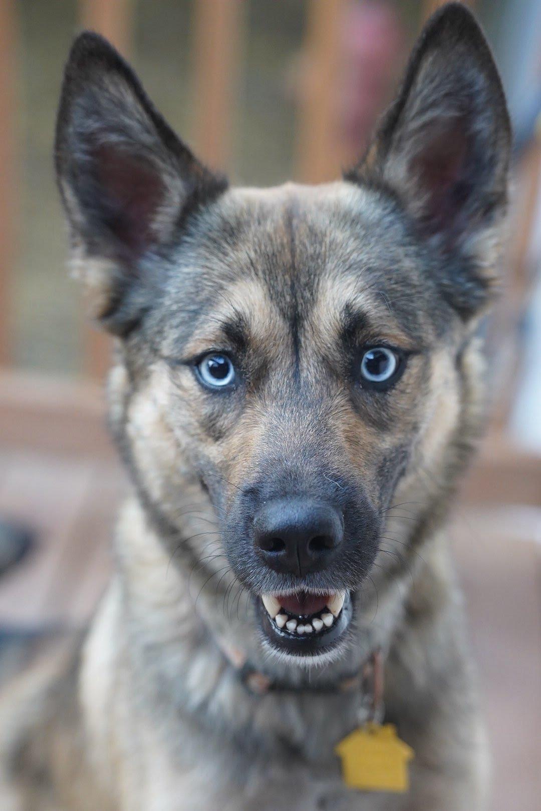 Montana, a ADOPTABLE mixed breed in Troy, IL image 6/6