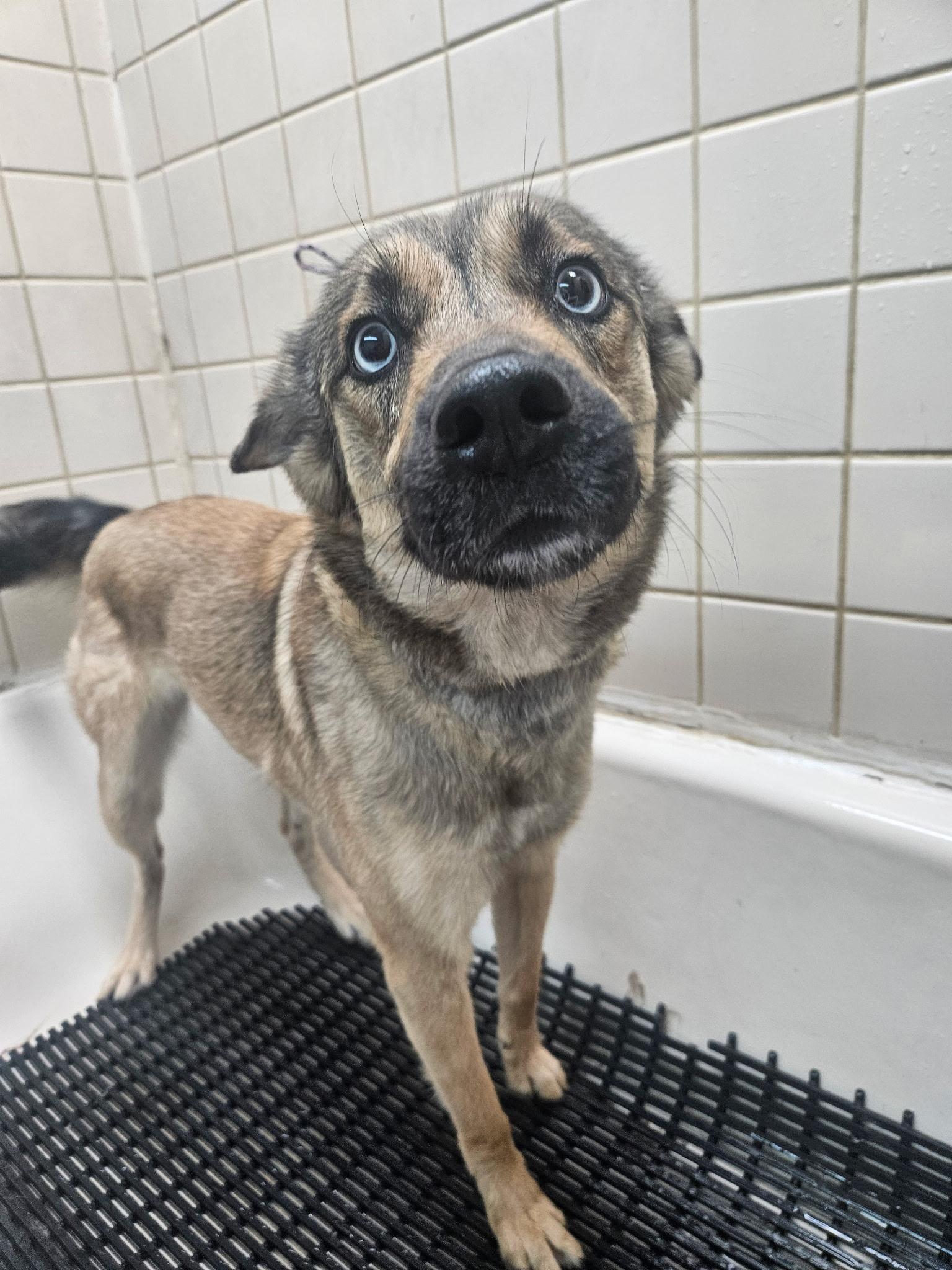 Montana, a ADOPTABLE mixed breed in Troy, IL image 2/6