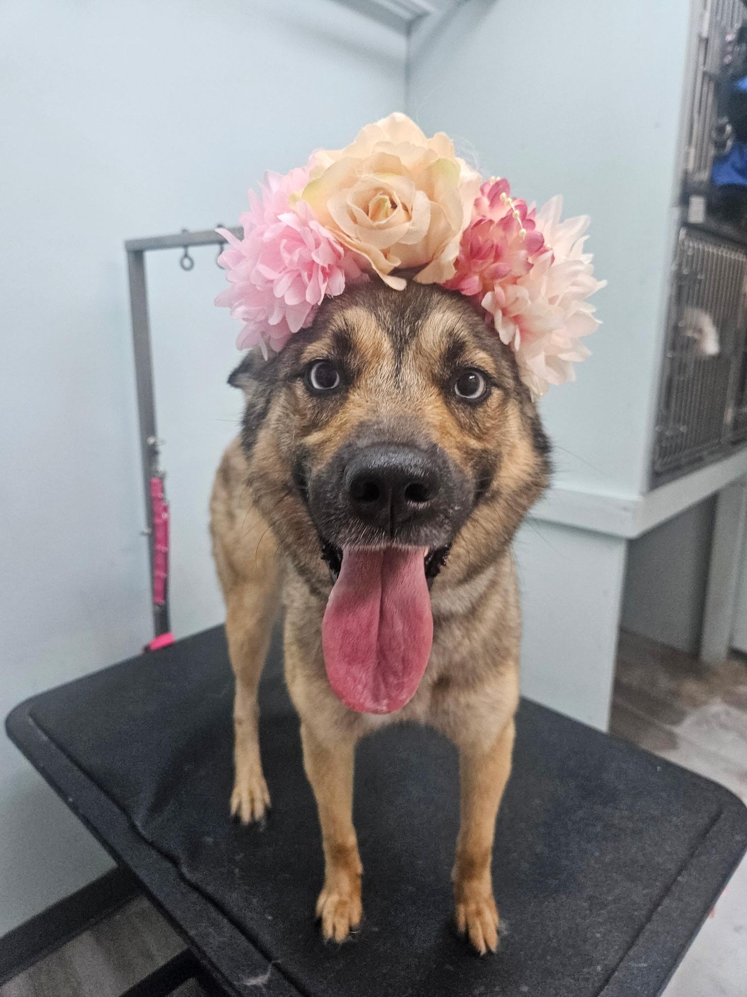 Montana, a ADOPTABLE mixed breed in Troy, IL image 3/6