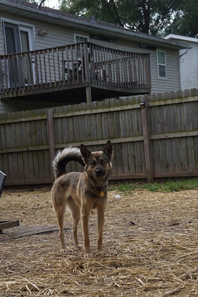 Montana, a ADOPTABLE mixed breed in Troy, IL image 4/6