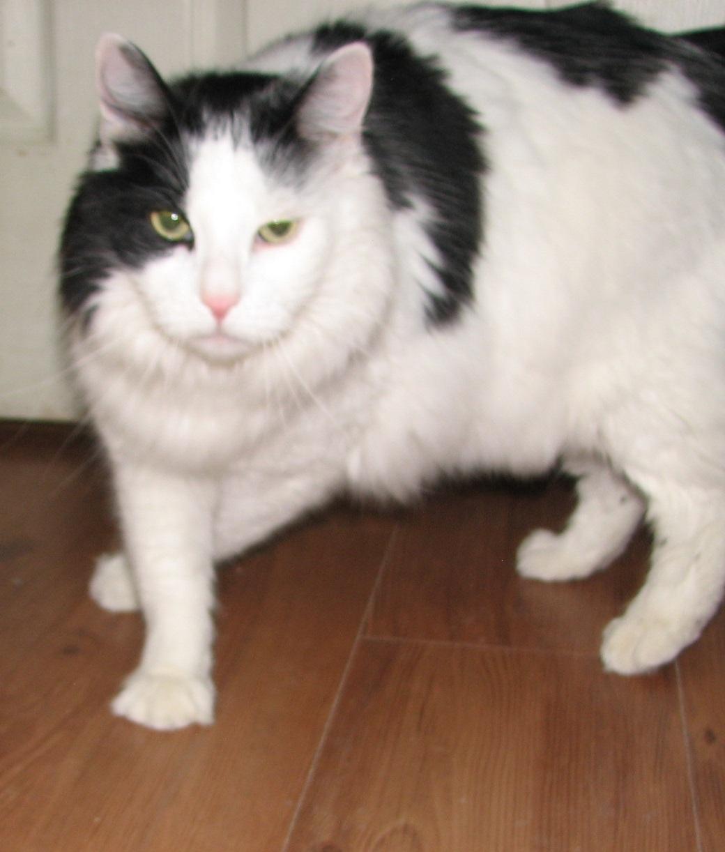 Enlarge Melvin, an adopted Domestic Long Hair in Lawrenceburg, KY image 6/6