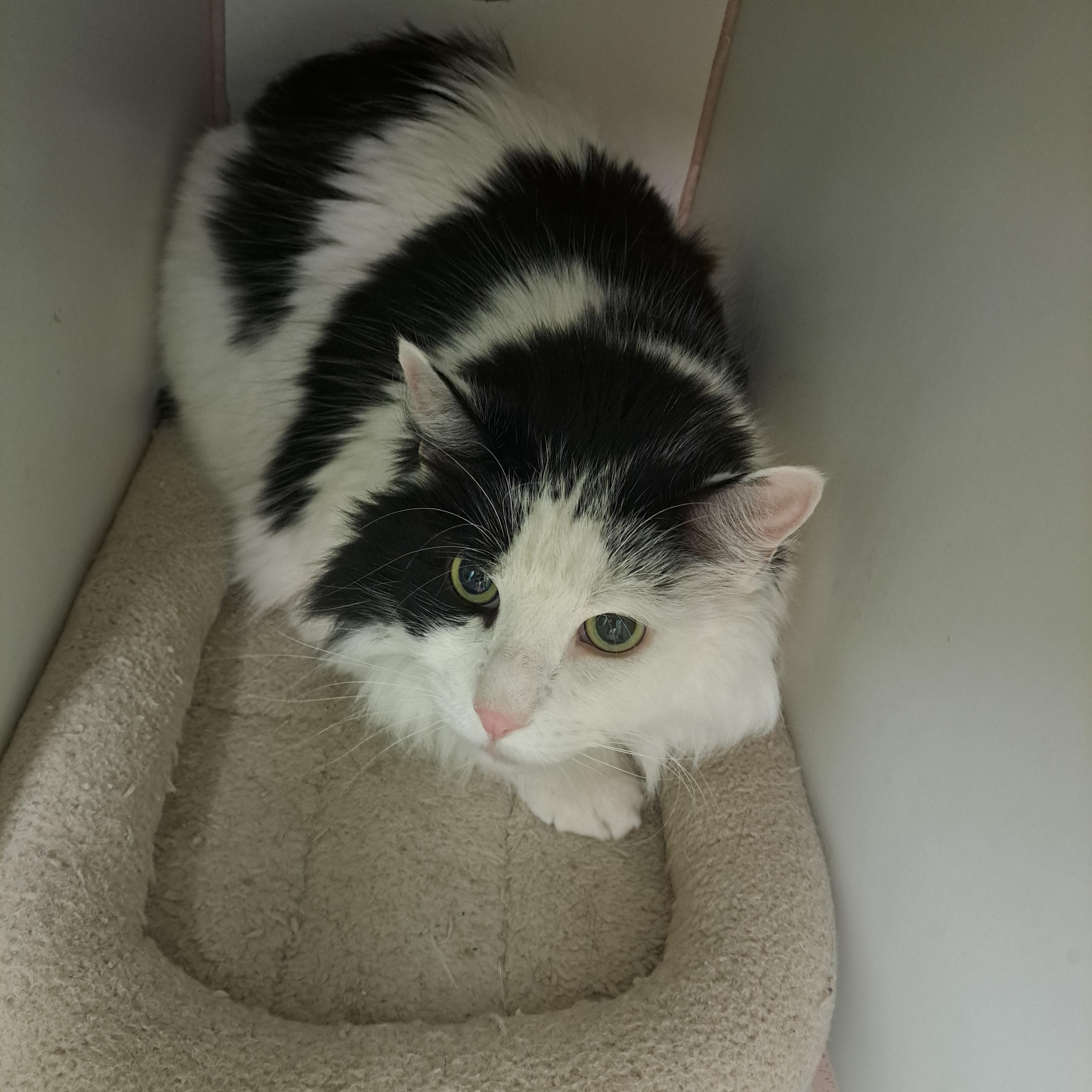 Enlarge Melvin, a ADOPTABLE Domestic Long Hair in Lawrenceburg, KY image 2/2