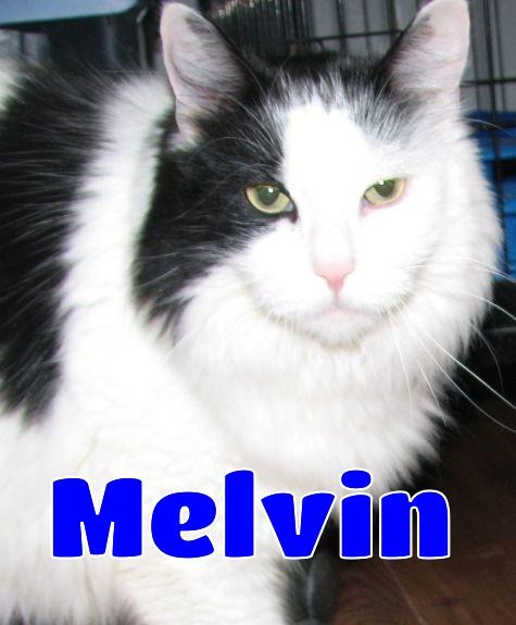 Enlarge Melvin, an adopted Domestic Long Hair in Lawrenceburg, KY image 2/6