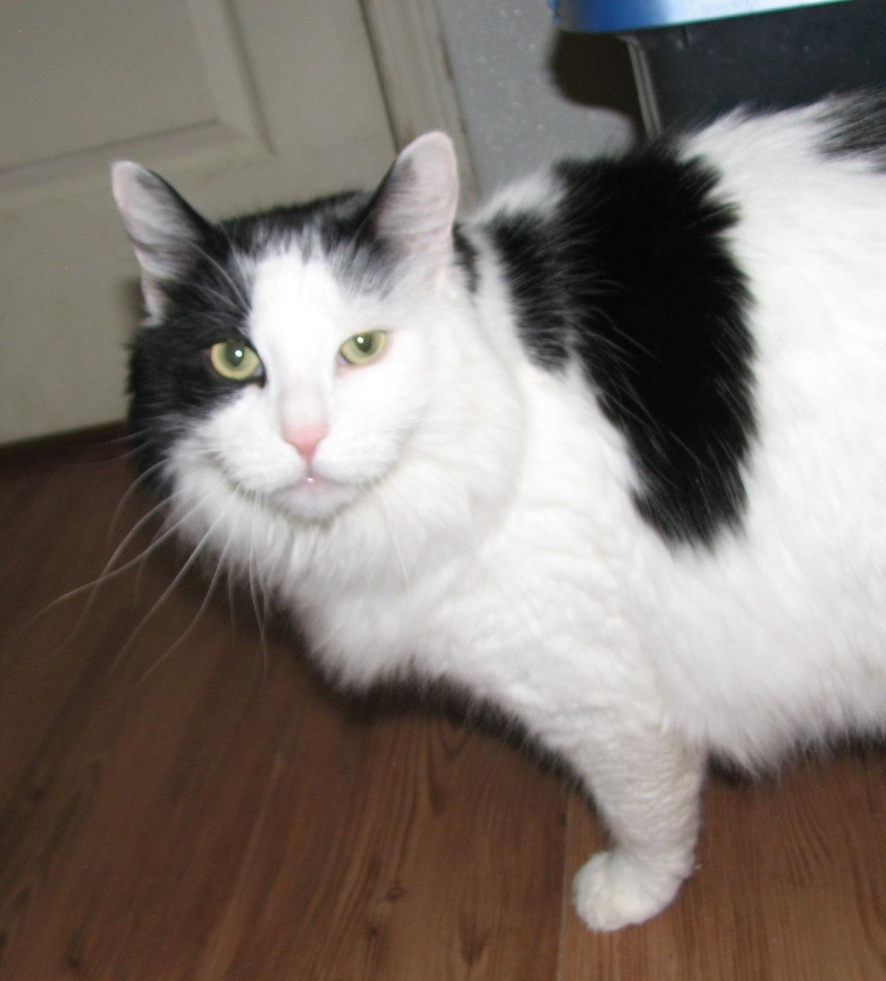 Enlarge Melvin, an adopted Domestic Long Hair in Lawrenceburg, KY image 5/6