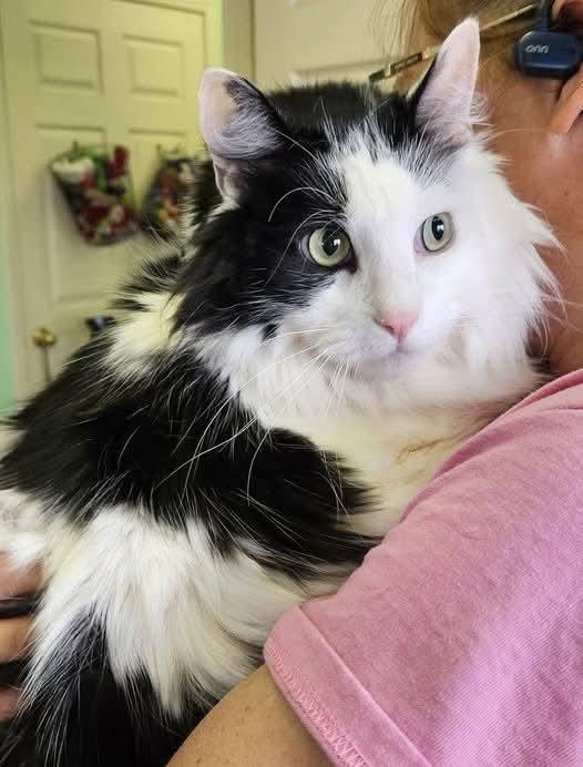 Melvin, ADOPTABLE, Adult Male Domestic Long Hair.