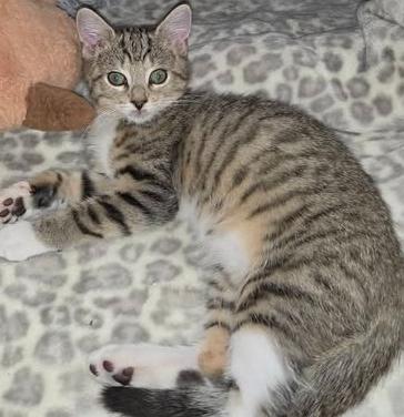 Enlarge Leaf, a Adoptable Domestic Short Hair in Fort Mill, SC image 2/4