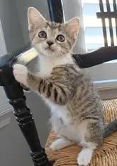 Enlarge Leaf, a Adoptable Domestic Short Hair in Fort Mill, SC image 1/4