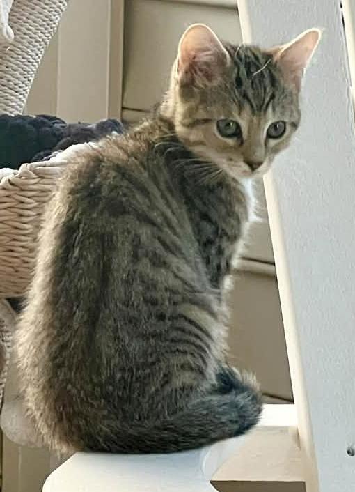 Enlarge Leaf, a Adoptable Domestic Short Hair in Fort Mill, SC image 3/4